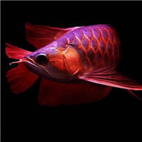 網友昵稱：威海水族批發市場