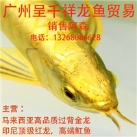 網友昵稱：沈陽龍魚批發市場