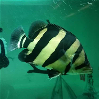 用戶昵稱：無錫龍魚批發市場