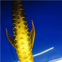 網友昵稱：哈爾濱水族批發市場