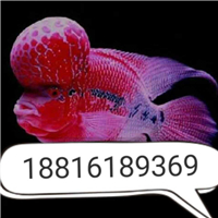 用戶昵稱：蕪湖水族批發市場