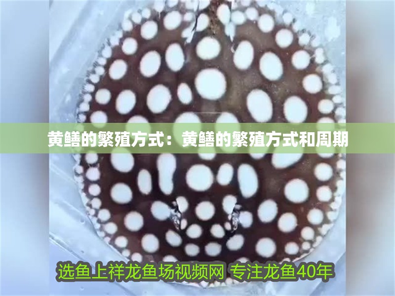 黃鱔的繁殖方式：黃鱔的繁殖方式和周期