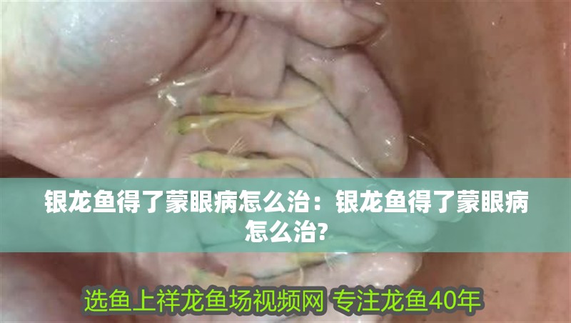 銀龍魚得了蒙眼病怎么治：銀龍魚得了蒙眼病怎么治?