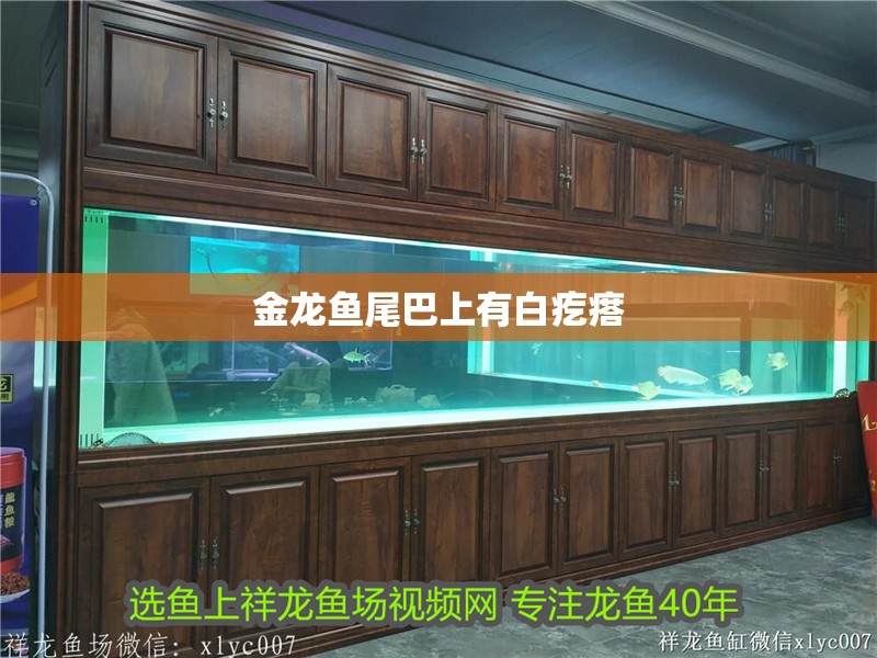 金龍魚尾巴上有白疙瘩