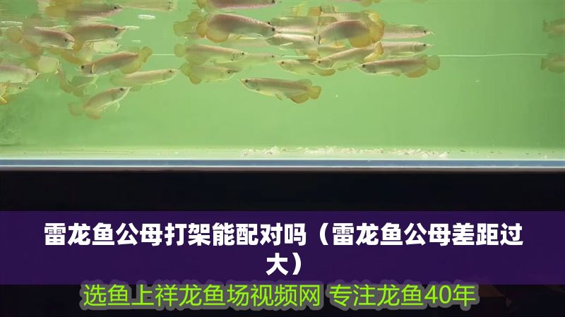 雷龍魚公母打架能配對嗎（雷龍魚公母差距過大）