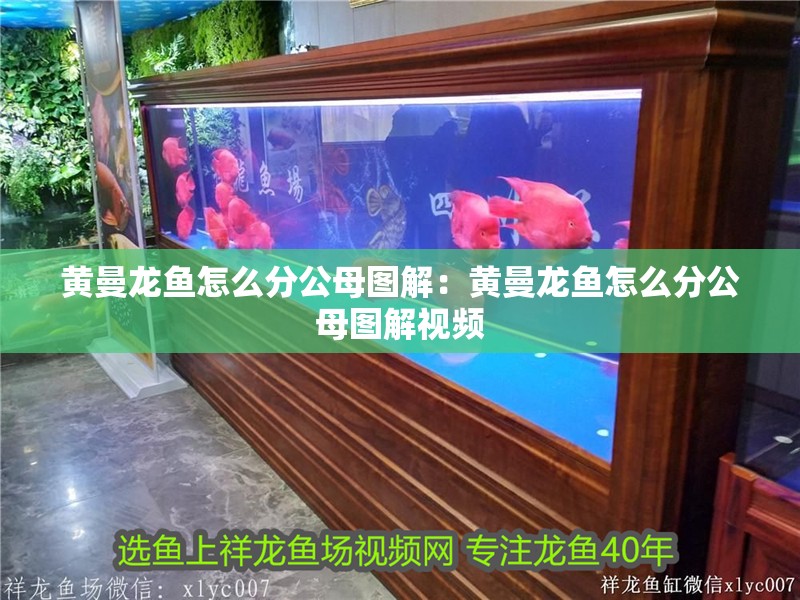 黃曼龍魚怎么分公母圖解：黃曼龍魚怎么分公母圖解視頻 黃曼龍魚怎么分公母圖解：黃曼龍魚怎么分公母圖解視頻 龍魚百科 第2張