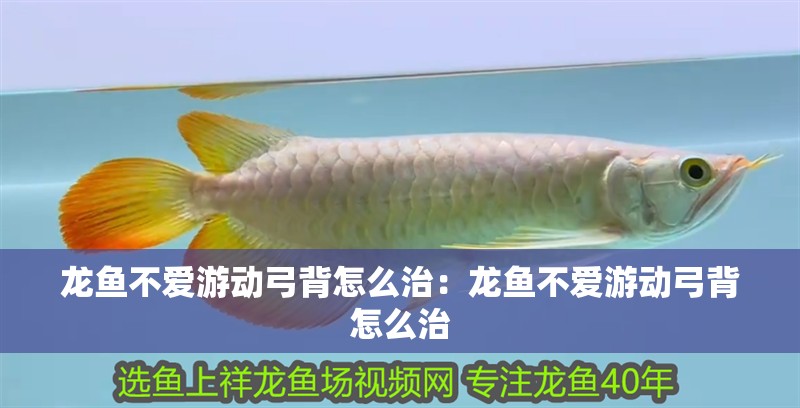 龍魚不愛游動弓背怎么治：龍魚不愛游動弓背怎么治 龍魚不愛游動弓背怎么治：龍魚不愛游動弓背怎么治 水族問答 第2張