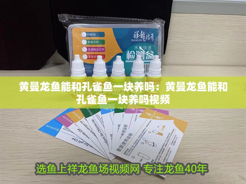 黃曼龍魚能和孔雀魚一塊養嗎：黃曼龍魚能和孔雀魚一塊養嗎視頻