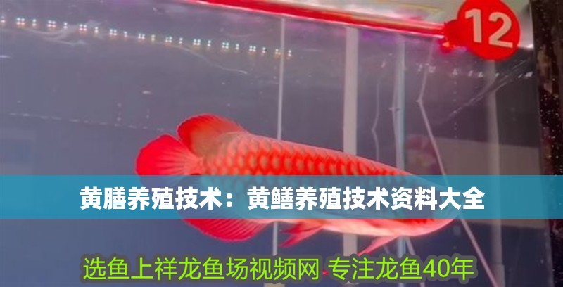 黃膳養殖技術：黃鱔養殖技術資料大全