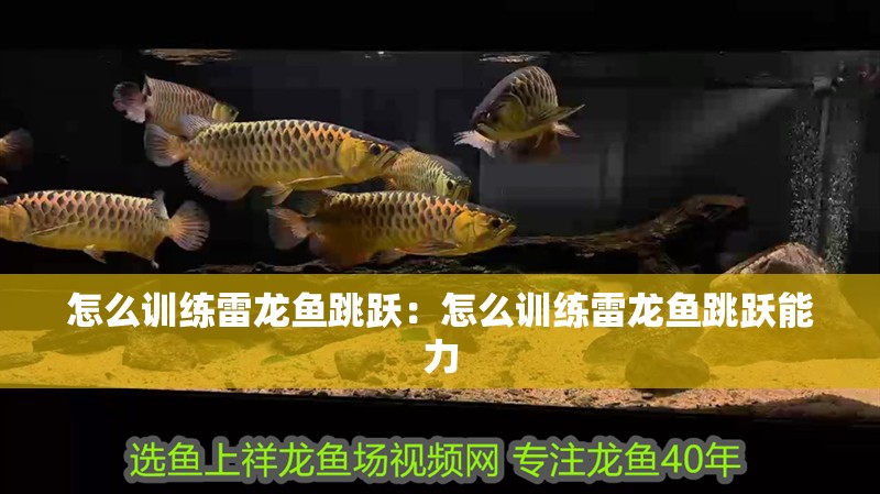 怎么訓練雷龍魚跳躍：怎么訓練雷龍魚跳躍能力