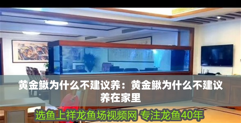 黃金鰍為什么不建議養(yǎng)：黃金鰍為什么不建議養(yǎng)在家里