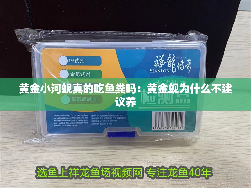 黃金小河蜆真的吃魚(yú)糞嗎：黃金蜆為什么不建議養(yǎng)