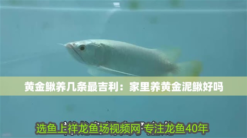 黃金鰍養幾條最吉利：家里養黃金泥鰍好嗎