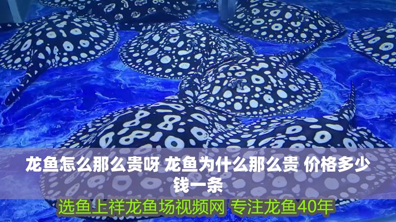 龍魚怎么那么貴呀 龍魚為什么那么貴 價格多少錢一條 龍魚怎么那么貴呀 龍魚為什么那么貴 價格多少錢一條 龍魚百科 第1張