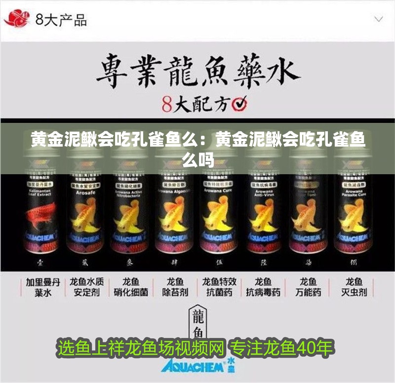 黃金泥鰍會吃孔雀魚么：黃金泥鰍會吃孔雀魚么嗎