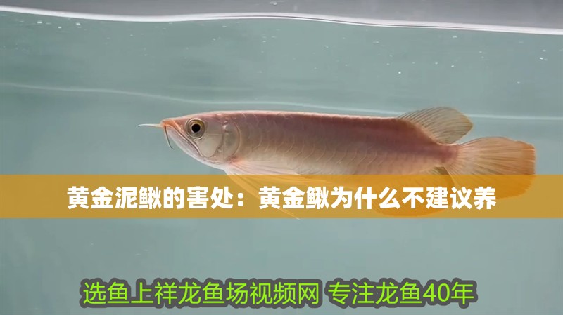 黃金泥鰍的害處：黃金鰍為什么不建議養(yǎng)