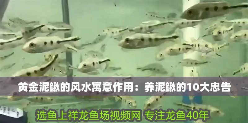 黃金泥鰍的風(fēng)水寓意作用：養(yǎng)泥鰍的10大忠告