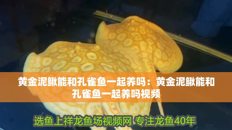 黃金泥鰍能和孔雀魚一起養嗎：黃金泥鰍能和孔雀魚一起養嗎視頻