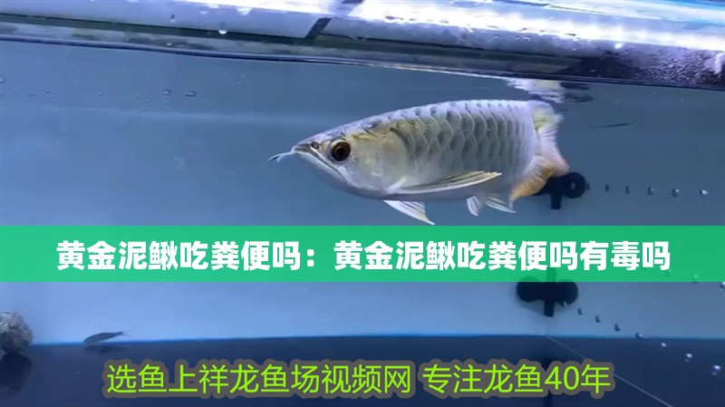 黃金泥鰍吃糞便嗎：黃金泥鰍吃糞便嗎有毒嗎