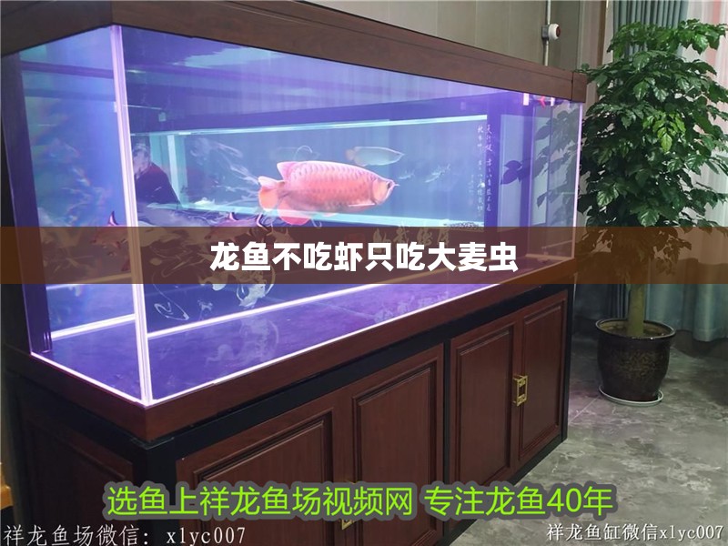 龍魚不吃蝦只吃大麥蟲