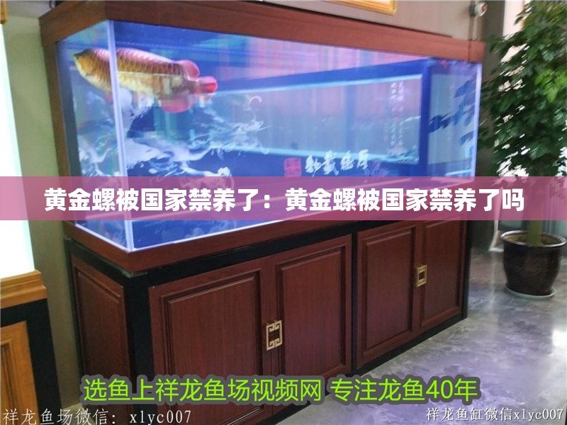 黃金螺被國家禁養了：黃金螺被國家禁養了嗎