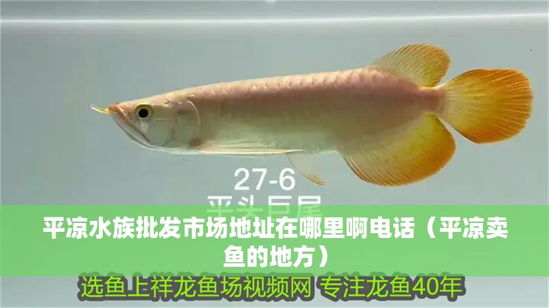 平涼水族批發市場地址在哪里啊電話（平涼賣魚的地方）