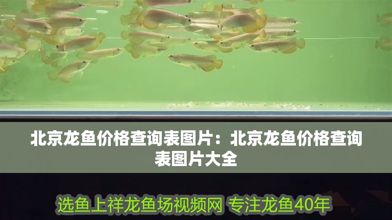 北京龍魚價(jià)格查詢表圖片：北京龍魚價(jià)格查詢表圖片大全 北京龍魚價(jià)格查詢表圖片：北京龍魚價(jià)格查詢表圖片大全 水族問答