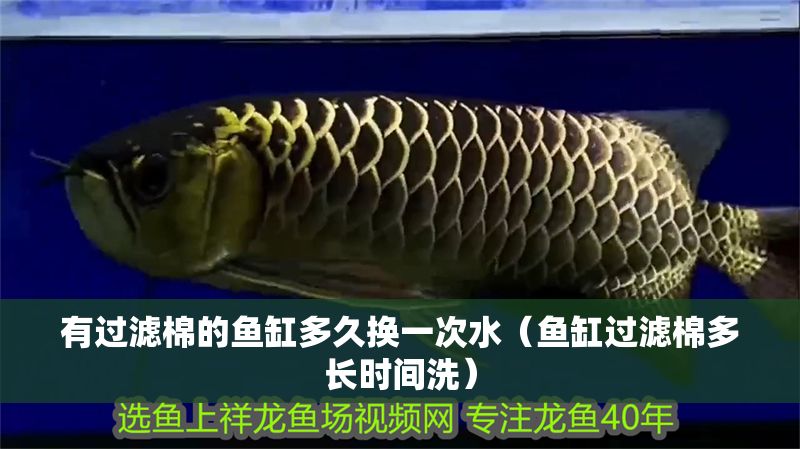 有過濾棉的魚缸多久換一次水(魚缸過濾棉多長時間洗) 龍魚百科 第1張 有過濾棉的魚缸多久換一次水(魚缸過濾棉多長時間洗) 有過濾棉的魚缸多久換一次水(魚缸過濾棉多長時間洗) 龍魚百科 第1張