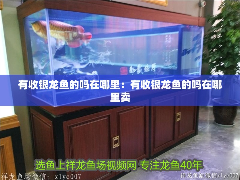 有收銀龍魚的嗎在哪里：有收銀龍魚的嗎在哪里賣