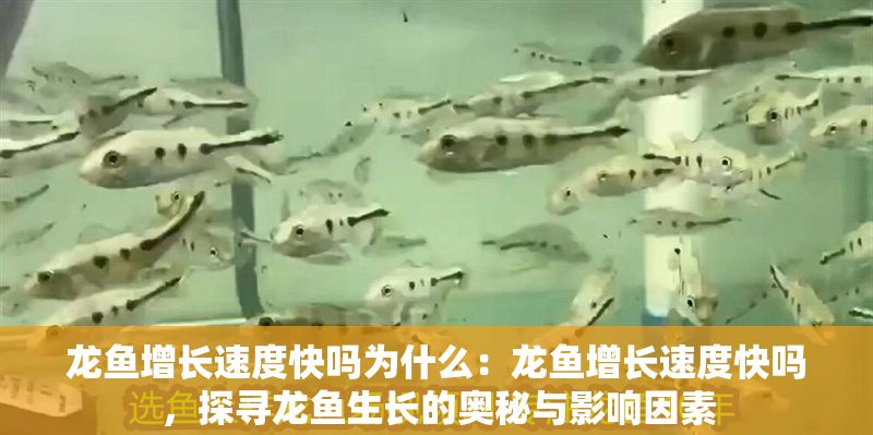 龍魚增長速度快嗎為什么：龍魚增長速度快嗎，探尋龍魚生長的奧秘與影響因素