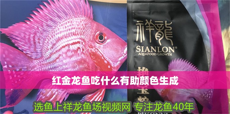 紅金龍魚吃什么有助顏色生成