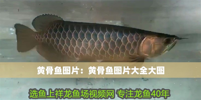 黃骨魚圖片：黃骨魚圖片大全大圖