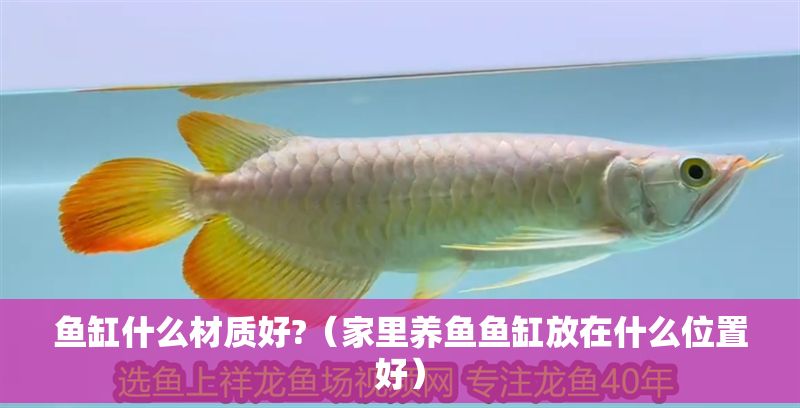 魚缸什么材質(zhì)好?（家里養(yǎng)魚魚缸放在什么位置好）