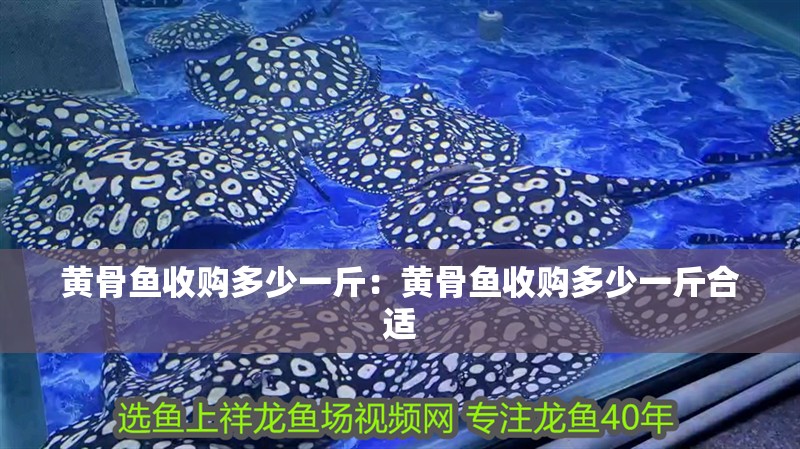 黃骨魚收購多少一斤：黃骨魚收購多少一斤合適