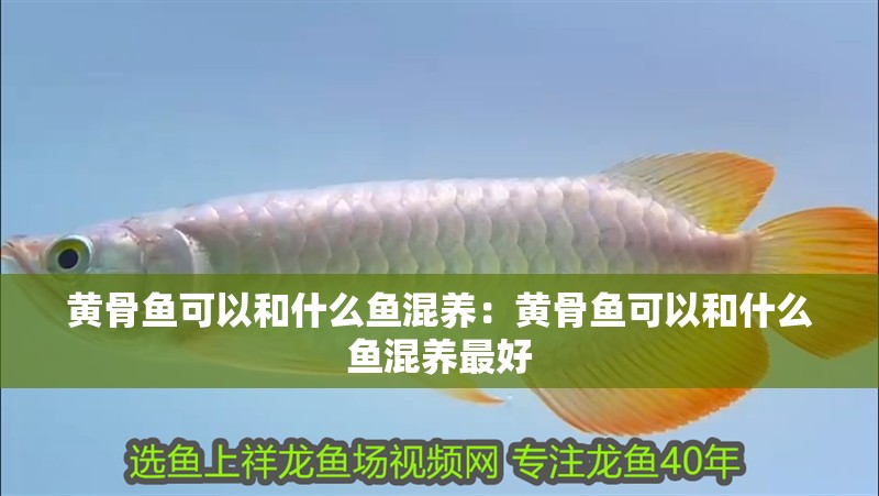 黃骨魚可以和什么魚混養(yǎng)：黃骨魚可以和什么魚混養(yǎng)最好