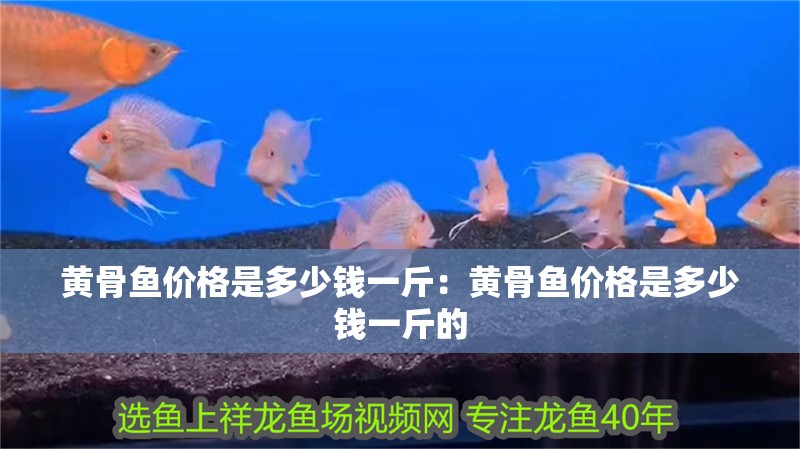 黃骨魚價(jià)格是多少錢一斤：黃骨魚價(jià)格是多少錢一斤的
