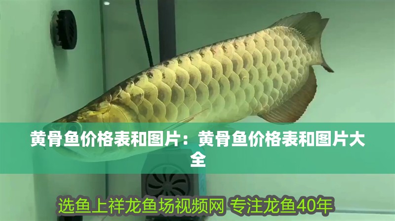 黃骨魚價格表和圖片：黃骨魚價格表和圖片大全 黃骨魚價格表和圖片：黃骨魚價格表和圖片大全 龍魚百科 第2張