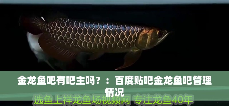 金龍魚吧有吧主嗎？：百度貼吧金龍魚吧管理情況