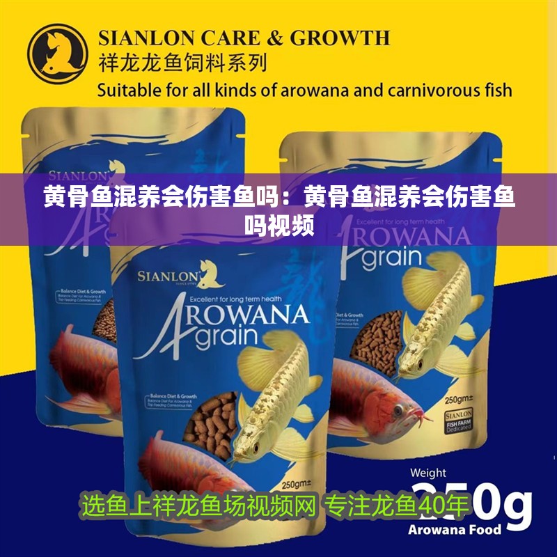 黃骨魚混養會傷害魚嗎：黃骨魚混養會傷害魚嗎視頻