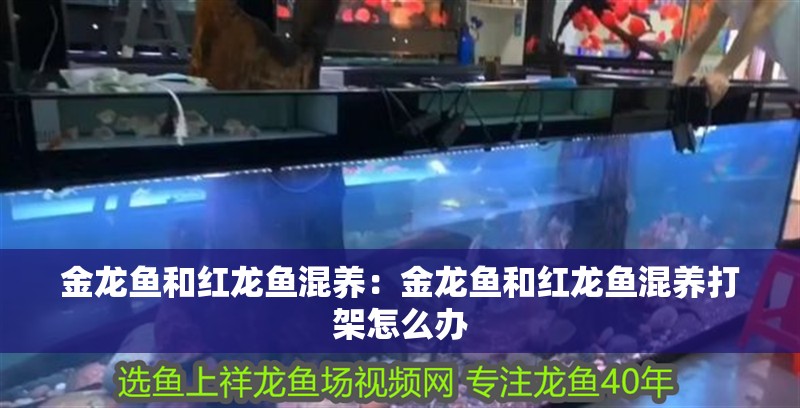 金龍魚和紅龍魚混養(yǎng)：金龍魚和紅龍魚混養(yǎng)打架怎么辦