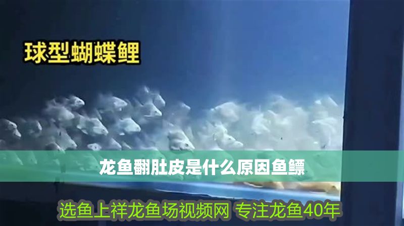 龍魚翻肚皮是什么原因魚鰾