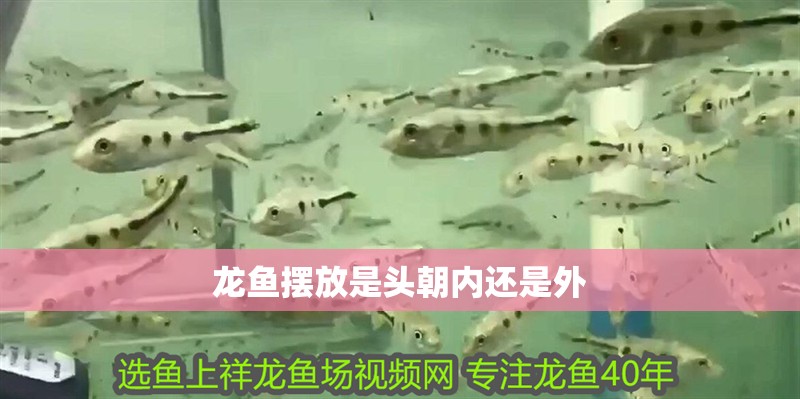 龍魚擺放是頭朝內還是外