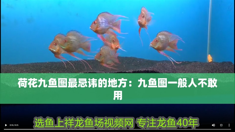 荷花九魚圖最忌諱的地方：九魚圖一般人不敢用