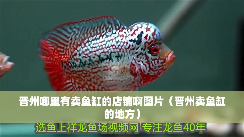 晉州哪里有賣魚缸的店鋪啊圖片（晉州賣魚缸的地方）
