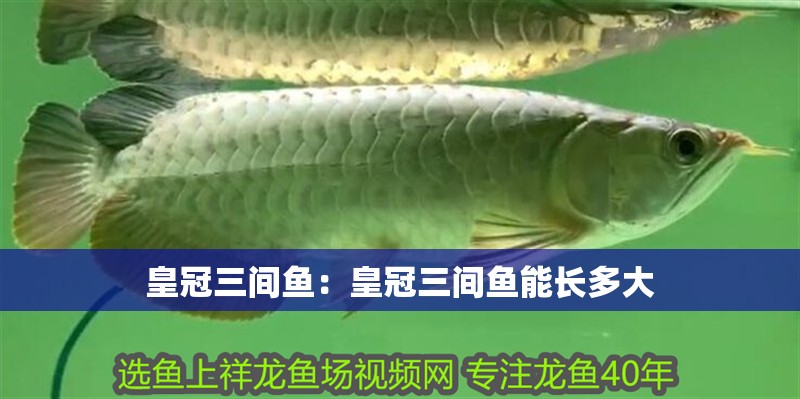 皇冠三間魚:皇冠三間魚能長多大 龍魚百科 第1張 皇冠三間魚:皇冠三間魚能長多大 皇冠三間魚:皇冠三間魚能長多大 龍魚百科 第1張