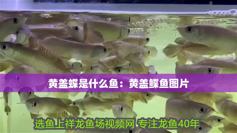 黃蓋蝶是什么魚(yú)：黃蓋鰈魚(yú)圖片