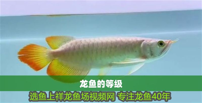 龍魚的等級 龍魚的等級 龍魚百科 第2張