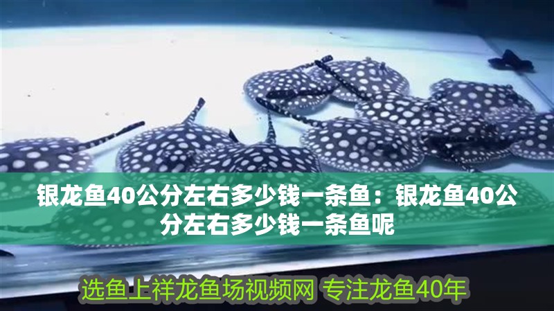 銀龍魚40公分左右多少錢一條魚：銀龍魚40公分左右多少錢一條魚呢 銀龍魚40公分左右多少錢一條魚：銀龍魚40公分左右多少錢一條魚呢 水族問答