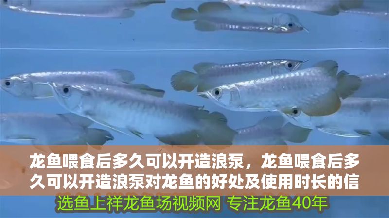 龍魚喂食后多久可以開造浪泵，龍魚喂食后多久可以開造浪泵對龍魚的好處及使用時長的信息