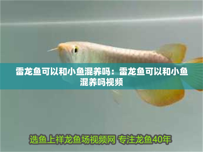 雷龍魚可以和小魚混養嗎：雷龍魚可以和小魚混養嗎視頻